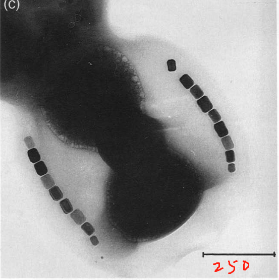 /TEM/Magnetobacterium bavaricum.png
